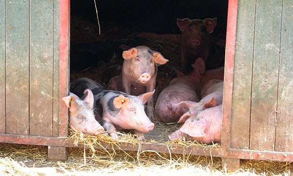 Glückliche Schweine in Freilandhaltung mit Hütten